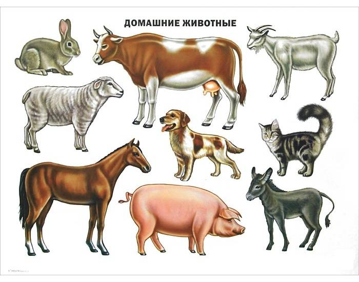 Домашние животные картинки для детей, развивающие карточки с животными скачать и распечатать