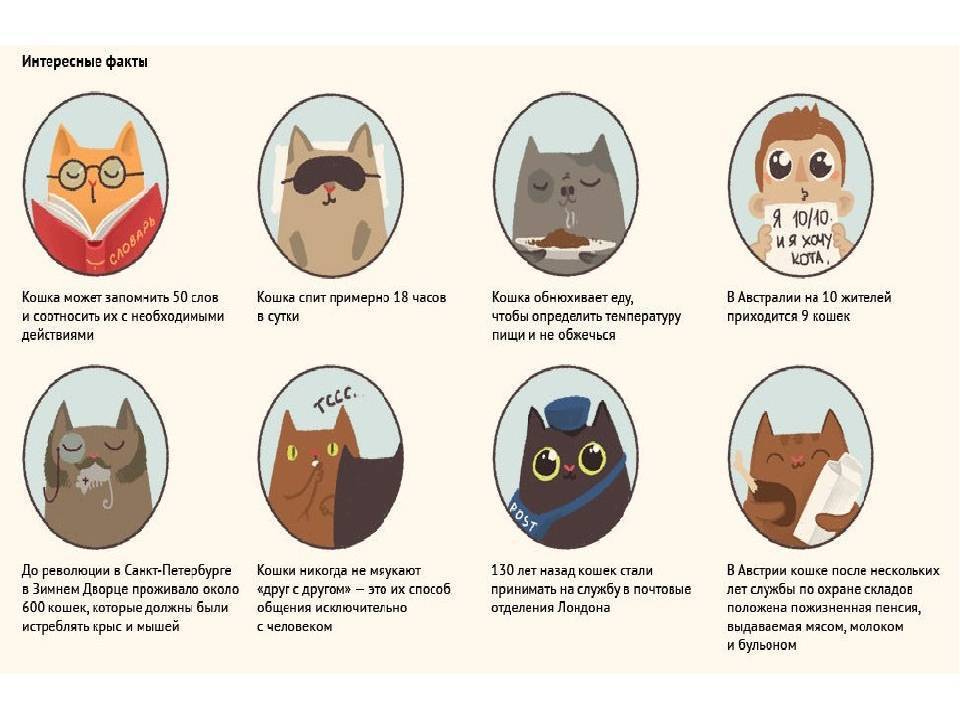 Самые опасные кошки в мире: описание пород, фото
