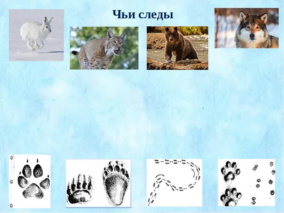 Картинки следы животных для детей помогают развить логику и пространственное мышление ребенка