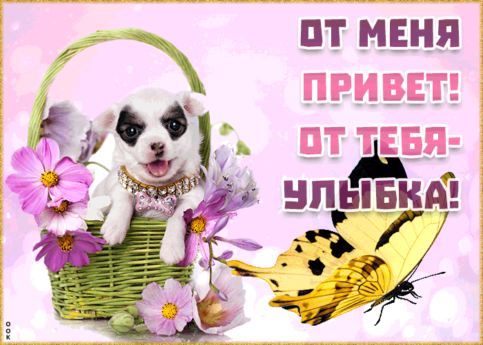 150+ самых красивых картинок «всем привет