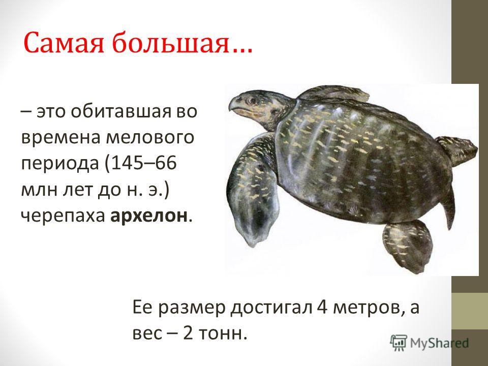 Поздравления с всемирным днем черепахи