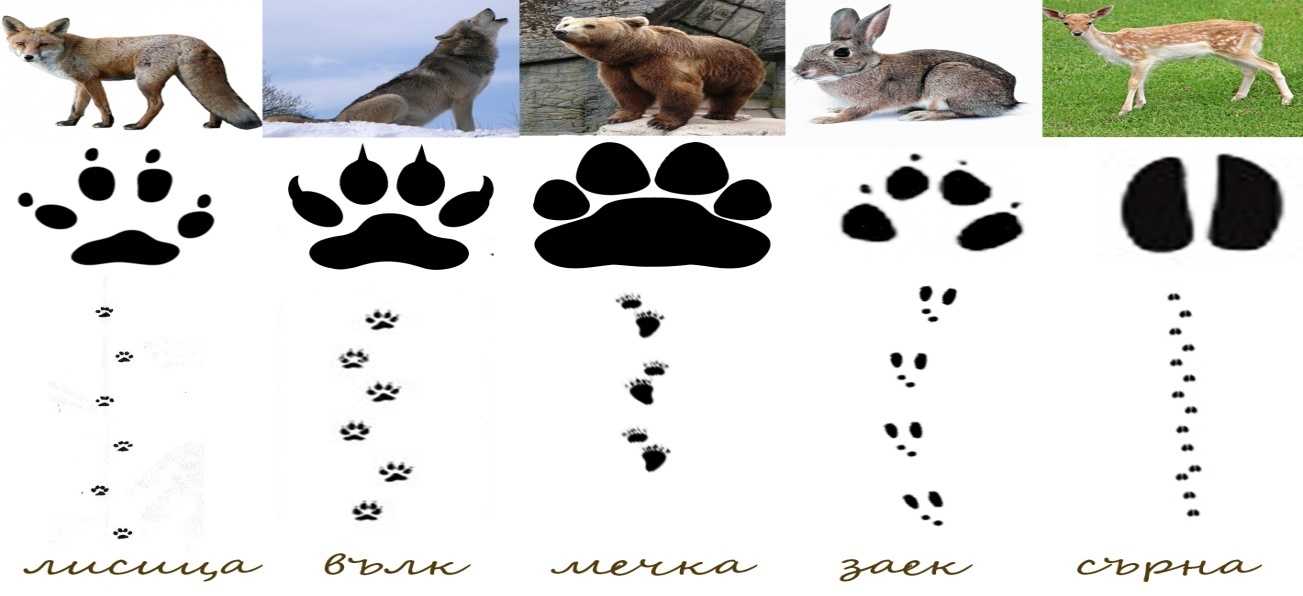 Следы животных: картинки с подписями для детей: зайца, медведя и другие рисунки