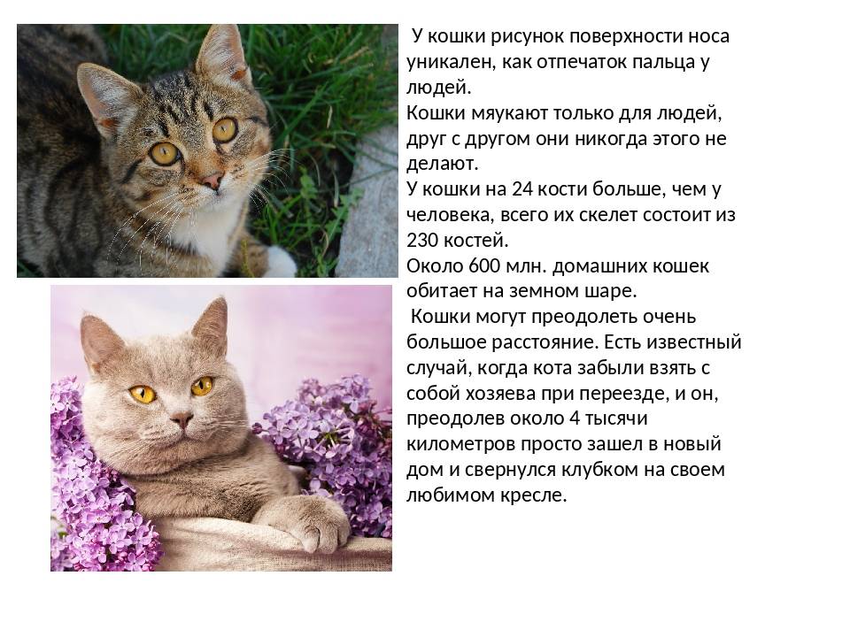 Полная коллекция представителей семейства кошачьих 41 фото! • всезнаешь.ру